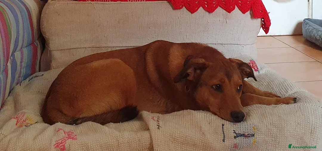 Meticcio cani in regalo: ACKICO,2 occhioni timidi e buoni a Pomezia - Annuncio 11