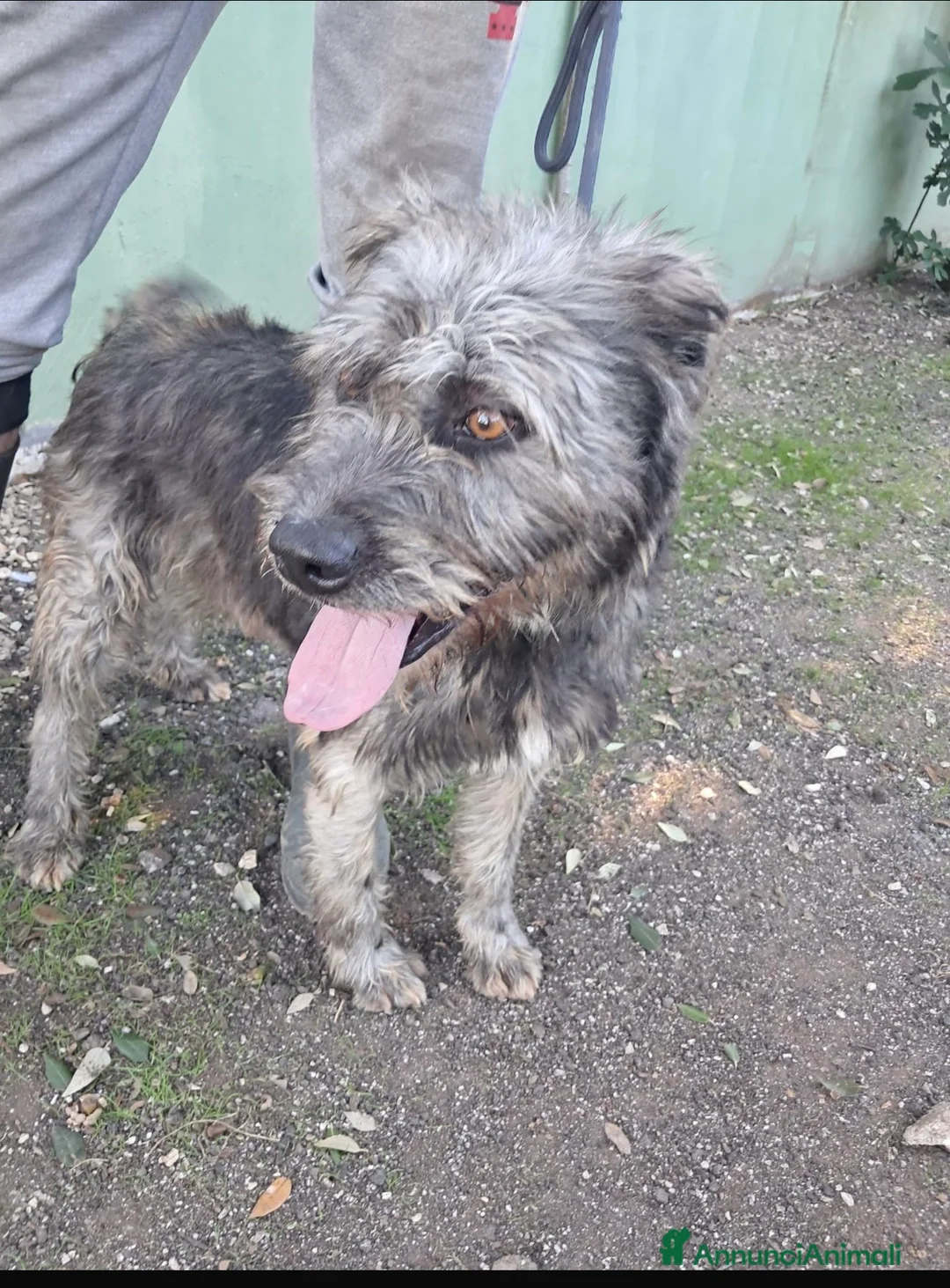 Spinone cani in regalo: Kros spinoncino argentato dagli occhi nocciola  a Città metropolitana di Milano - Annuncio 2