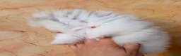 Volpino Pomerania cani in vendita: Cuccioli di Pomerania nano  - Annuncio 29