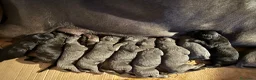 Cane Corso cani in vendita: Cuccioli Cane Corso  - Annuncio 3