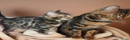 Bengala gatti in vendita: Cuccioli gatto Bengala  - Annuncio 6