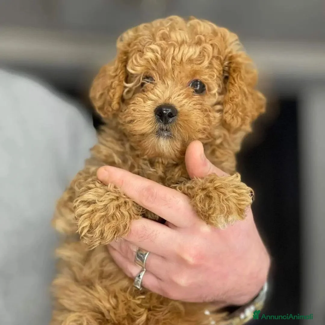 Barboncino cani in vendita: Barboncini Toy a Città metropolitana di Milano - Annuncio 5