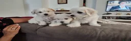 Maltese cani in vendita: Gubbio Rimaste 3 maltesi femmine  a Provincia di Perugia - Annuncio 4