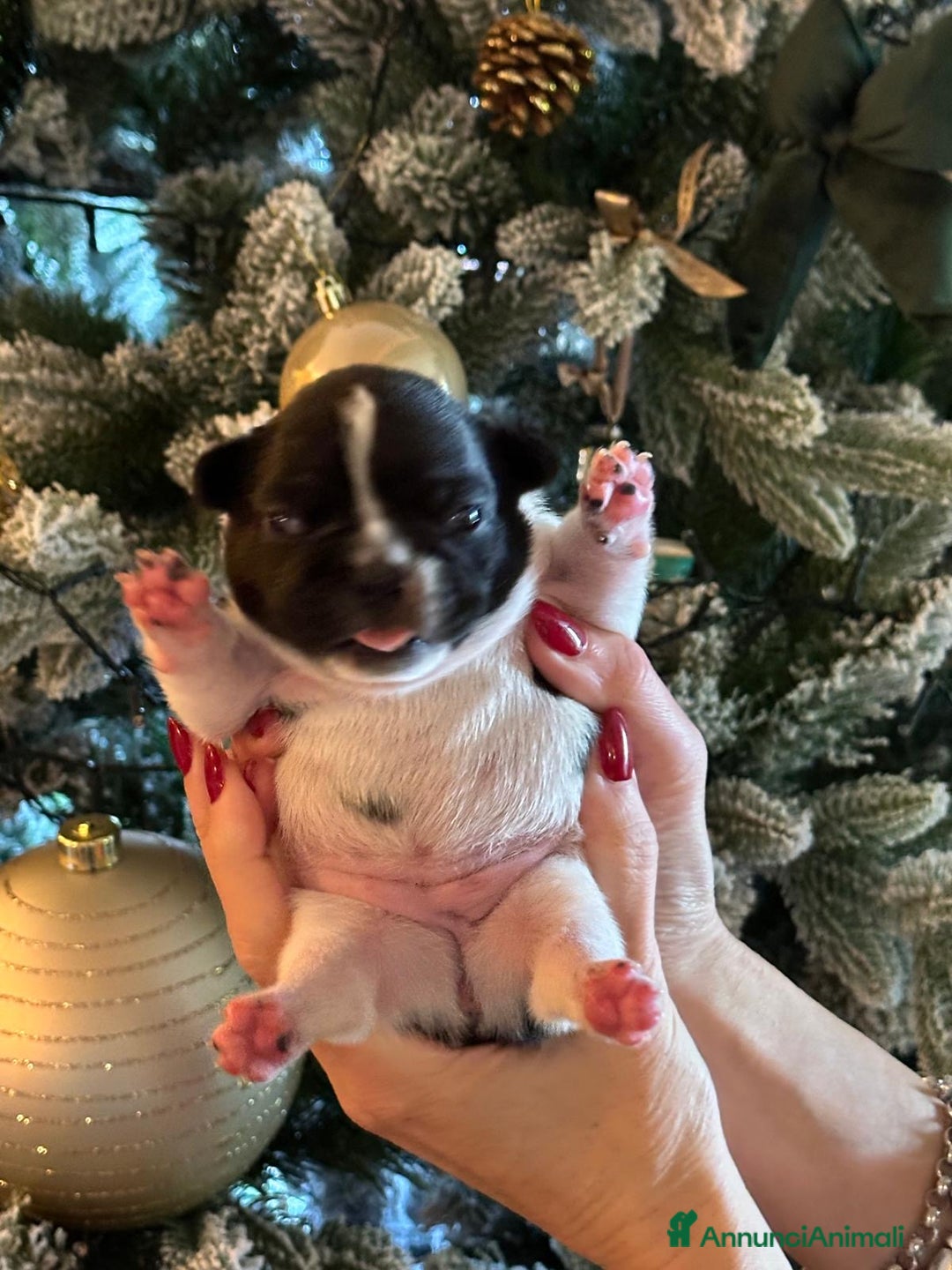 Bulldog Francese cani in vendita: Bulldog francesi  - Annuncio 3