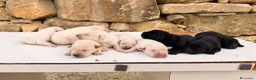Meticcio cani in vendita: Cuccioli simil Labrador - Disponibili tra 1 mese - Annuncio 3