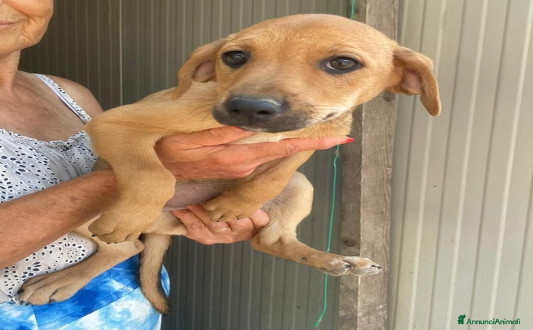 Meticcio cani a Città Metropolitana di Bologna - Annuncio 12