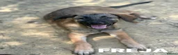 Pastore Belga cani in regalo: 5 splendidi mix PASTORINI BELGA di 3 MESI!  - Annuncio 10