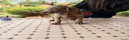 Weimaraner cani in vendita: Cuccioli di Weimaraner con Pedigree ENCI - Annuncio 5