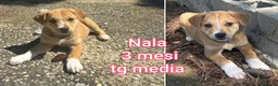 Meticcio cani in regalo: TANTI CUCCIOLI SOLI! a Provincia di Vicenza - Annuncio 6