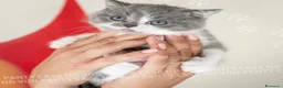 British gatti in vendita: Cuccioli British Shorthair con Pedigree - Annuncio 31