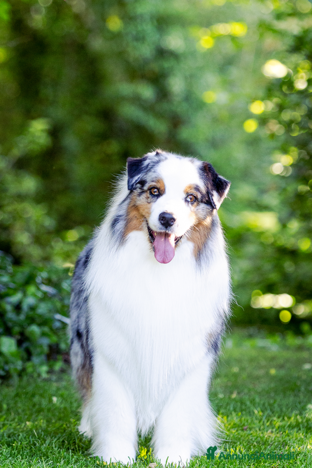 Australian Shepherd cani per accoppiamento: Pastore Australiano  - Annuncio 2
