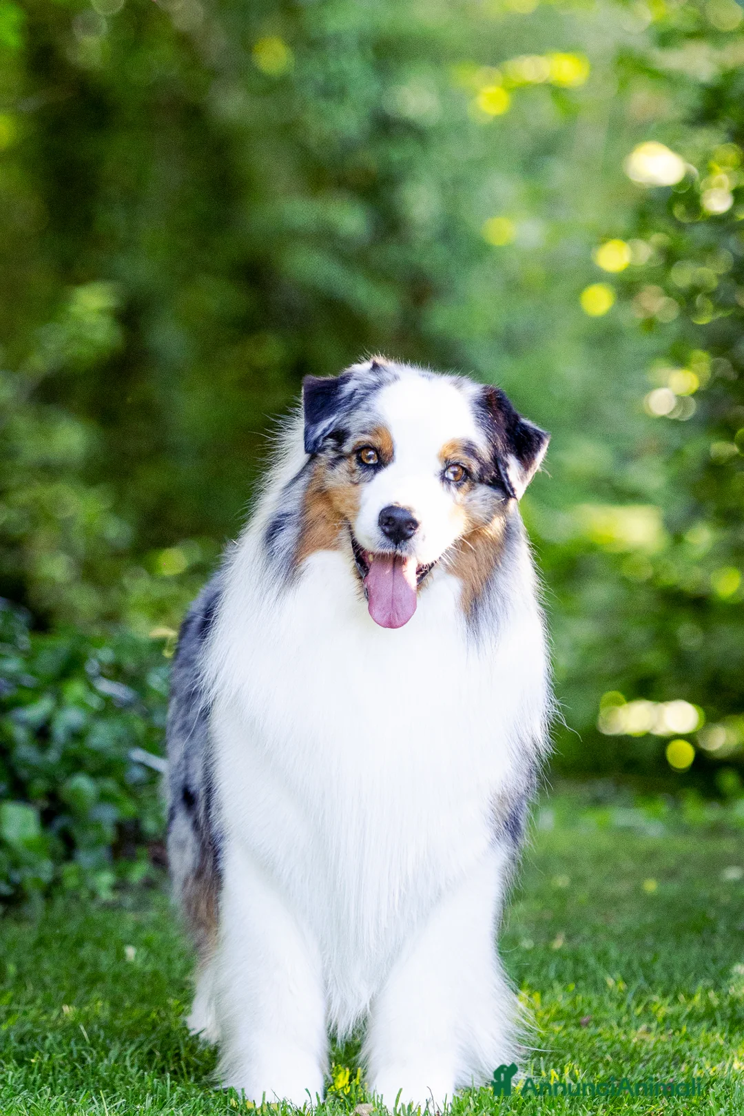 Australian Shepherd cani per accoppiamento: Pastore Australiano  - Annuncio 2