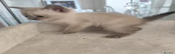 Ragdoll gatti in vendita: Gattini Ragdoll  - Annuncio 4