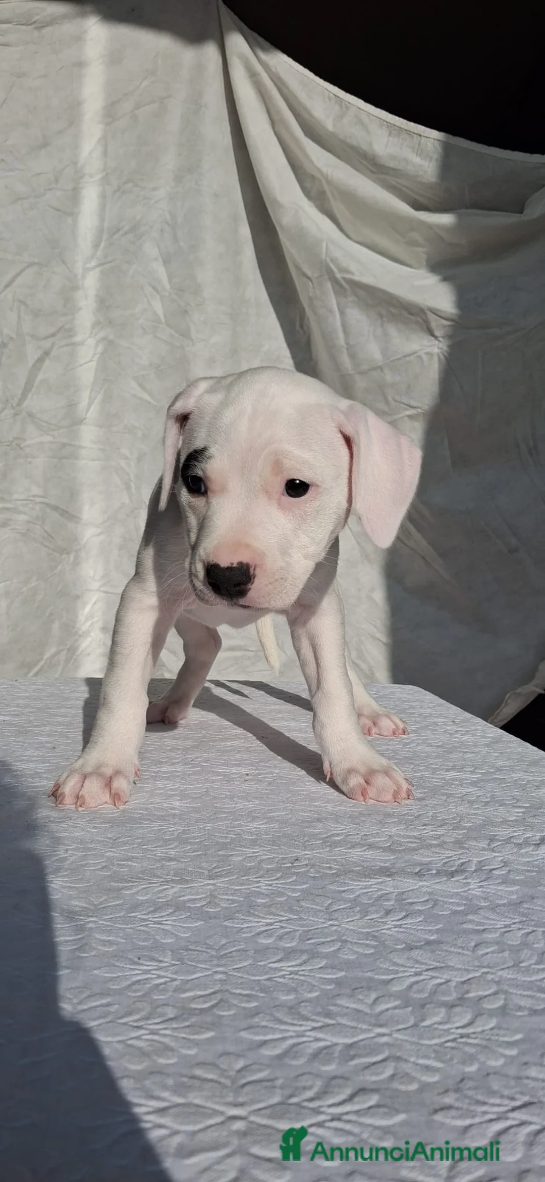 Pitbull cani in vendita: Pitbull a Provincia di Novara - Annuncio 2