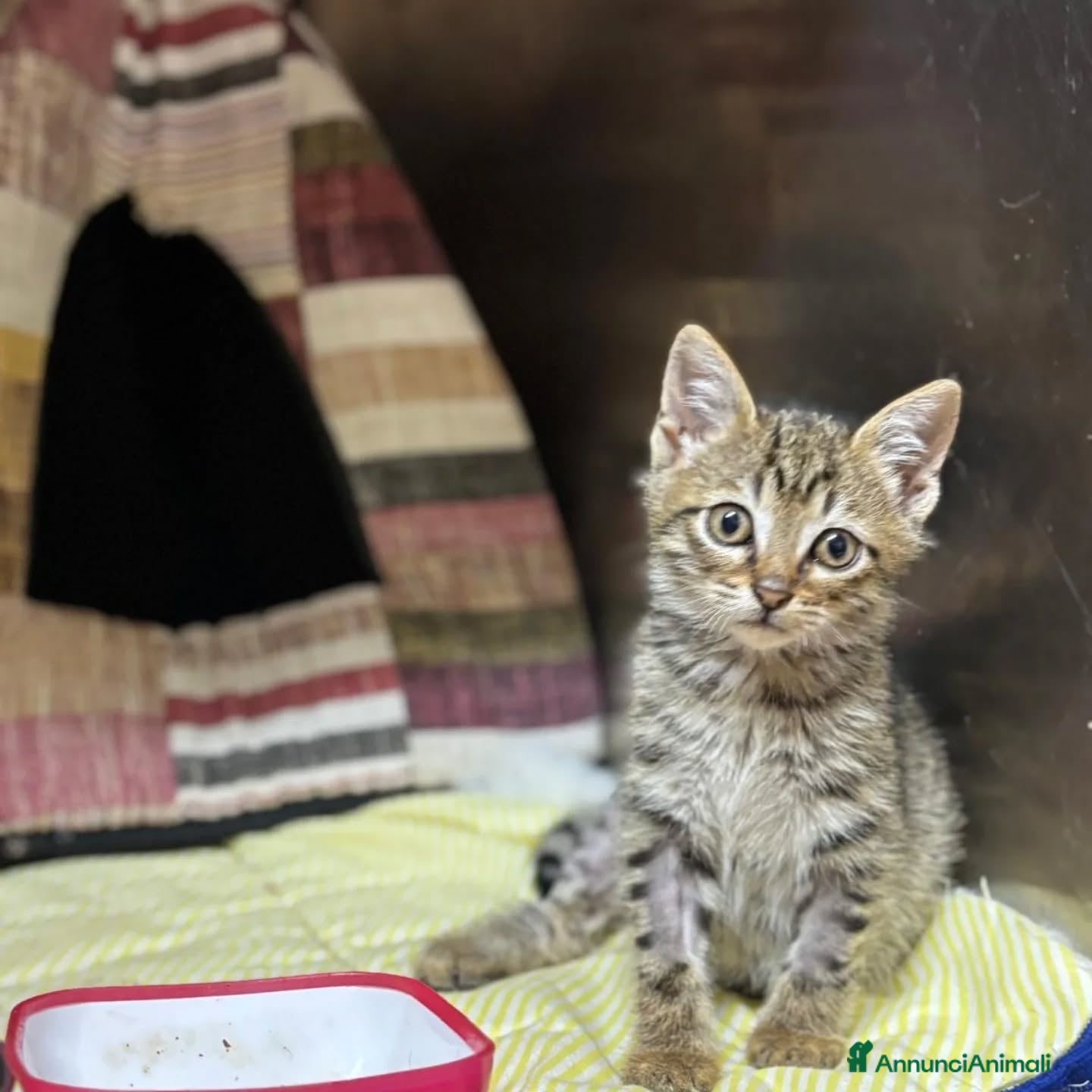 Meticcio gatti in regalo: MINO dolce micino cerca casa - gattino in adozione - Annuncio 3