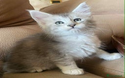 Maine Coon gatti in vendita: Cuccioli Maine coon linea shaded e golden a Provincia di Foggia - Immagine 4