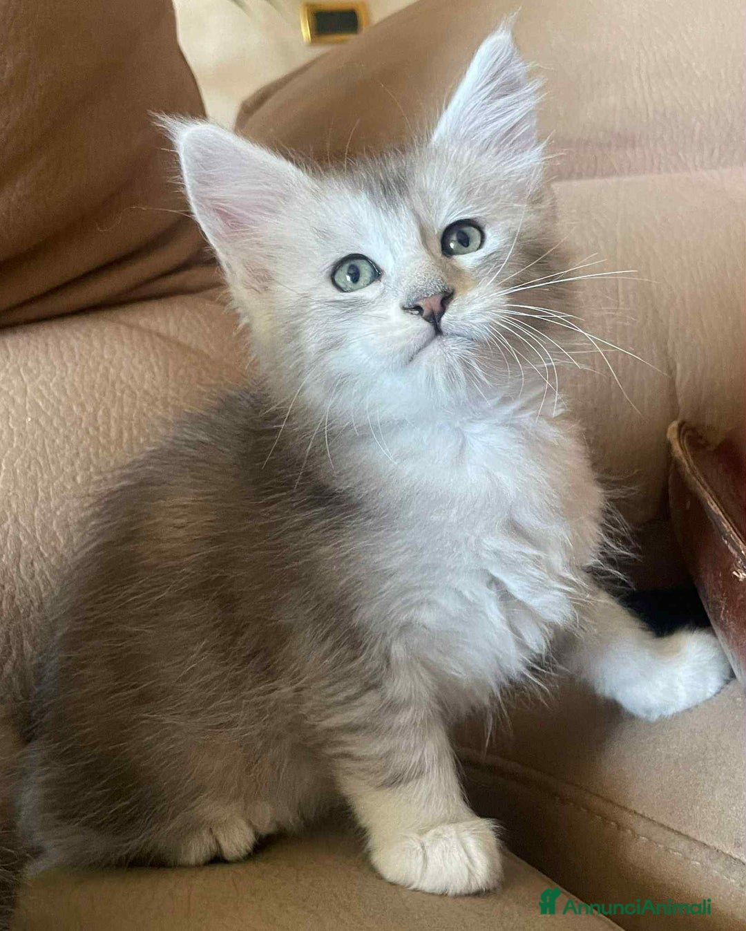 Maine Coon gatti in vendita: Cuccioli Maine coon linea shaded e golden a Provincia di Foggia - Immagine 4