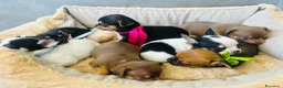Chihuahua cani in vendita: piccoli chihuahua toy  - Annuncio 3