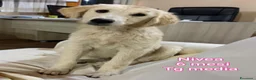 Meticcio cani in regalo: TANTI CUCCIOLI SOLI  a Provincia di Vicenza - Annuncio 9