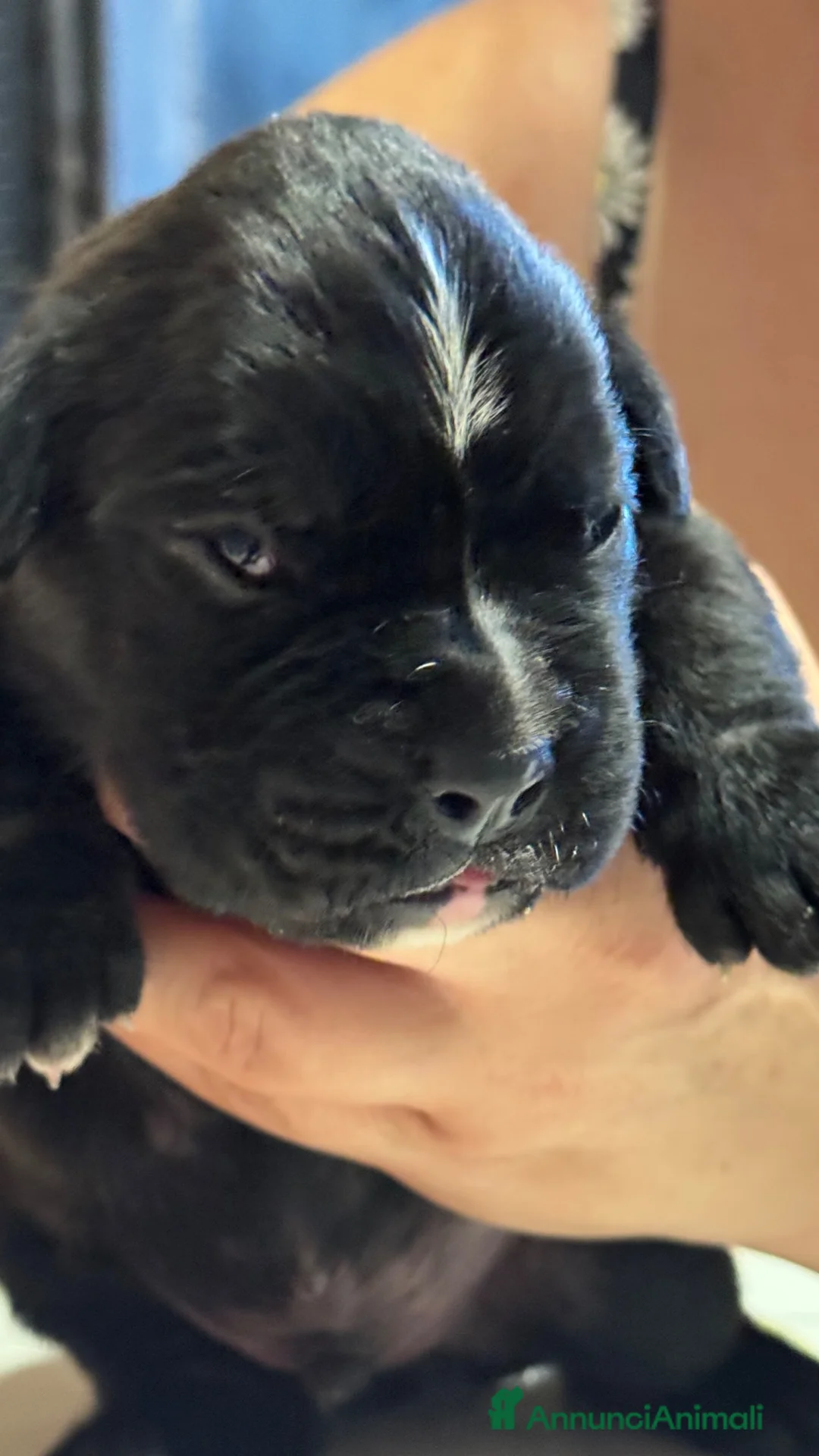 Boxer cani in vendita: Cuccioli boxer - Annuncio 2