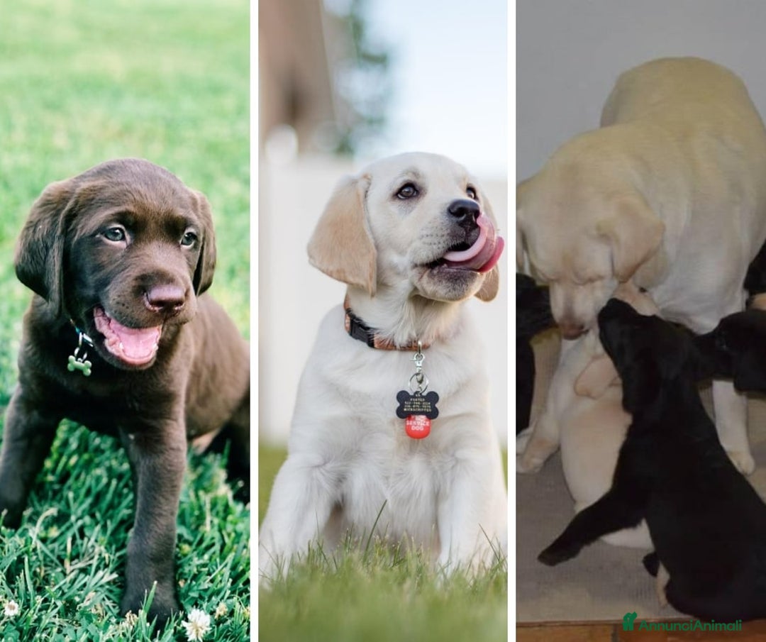Labrador cani in vendita: Cuccioli Labrador disponibili a Modena | Cucciolo - Immagine 1