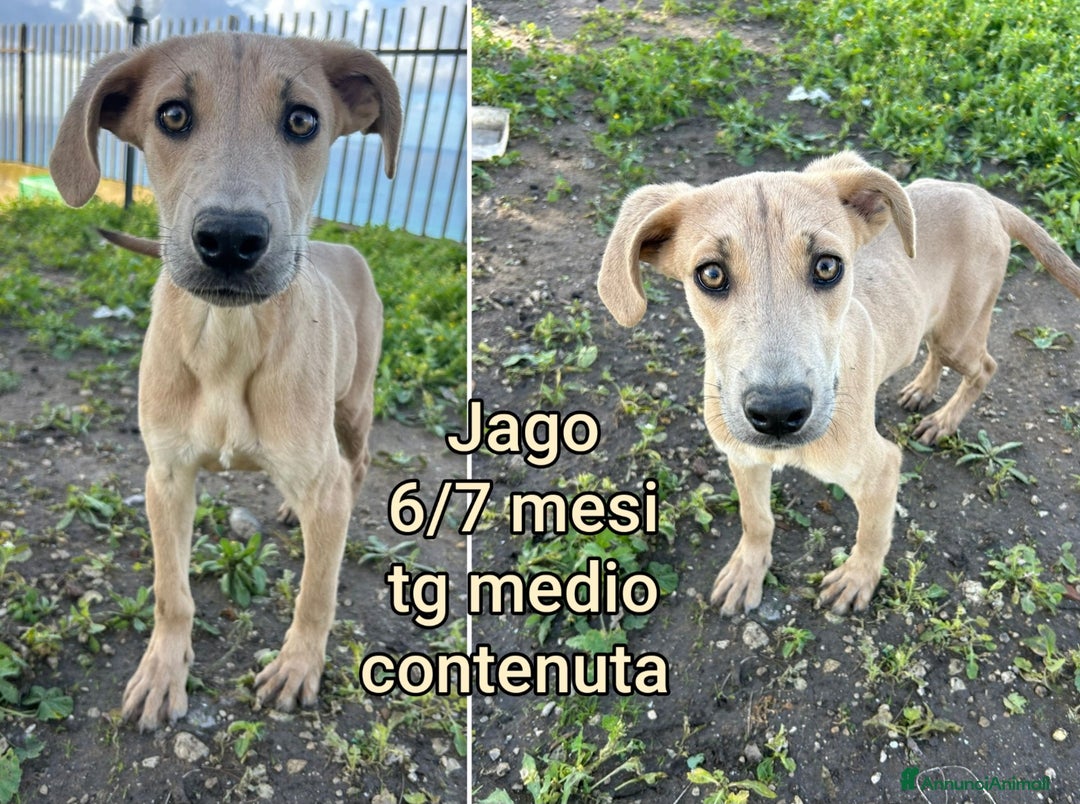 Meticcio cani in regalo: CUCCIOLI CERCANO CASA E AMORE - Annuncio 9