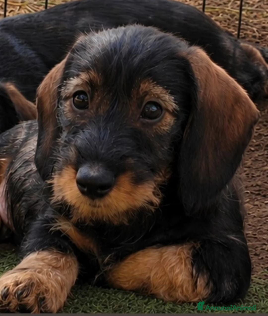 Bassotto cani Cuccioli di bassotto a pelo duro - Annuncio 3