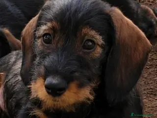 Bassotto cani Cuccioli di bassotto a pelo duro - Annuncio 3