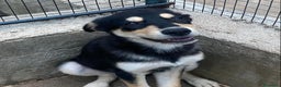 Meticcio cani in regalo: JOE dolce cucciolo 4 mesi cerca adozione - Latina - Annuncio 4