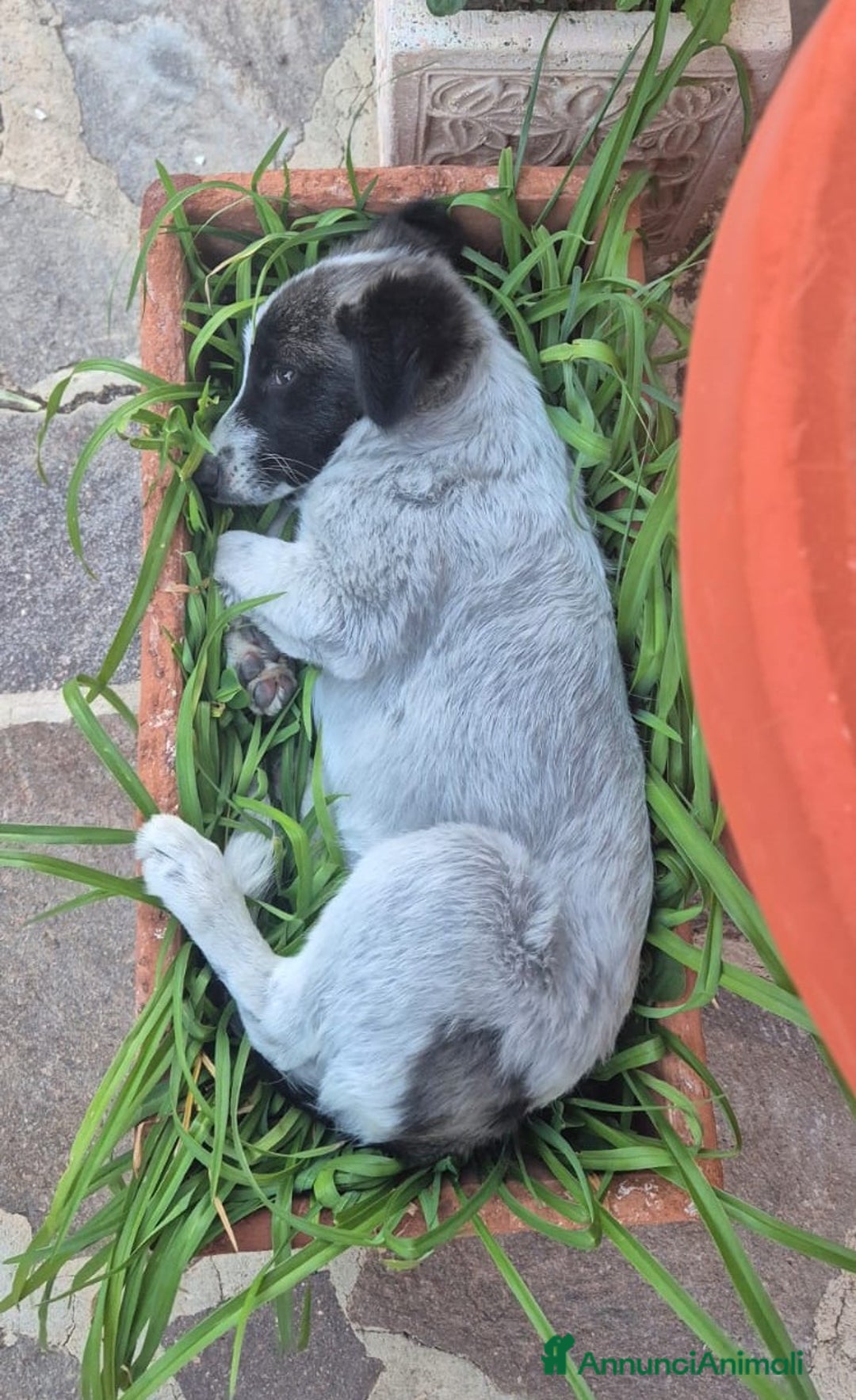 Meticcio cani in regalo: Moka socievole equilibrata affettuosa - Annuncio 5