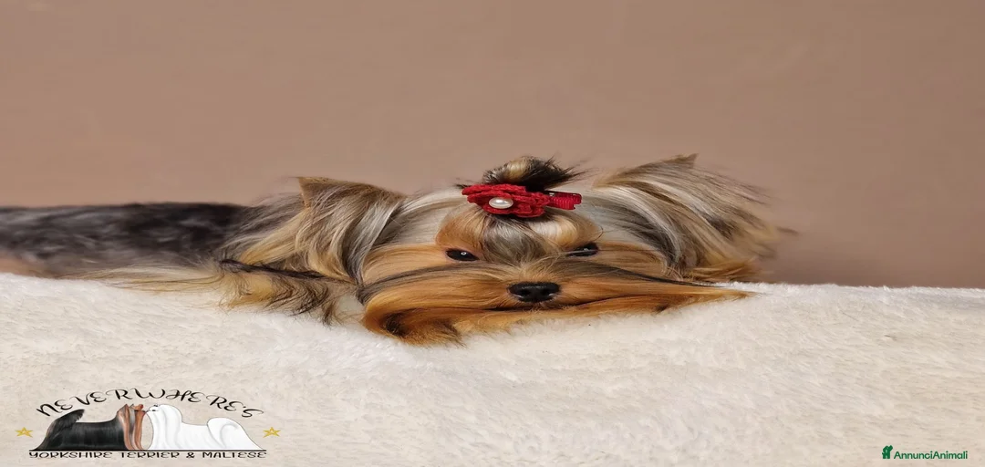 Immagine della galleria {{count}}