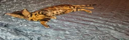 Bengala gatti in vendita: Splendida gattina Bengala  - Annuncio 3
