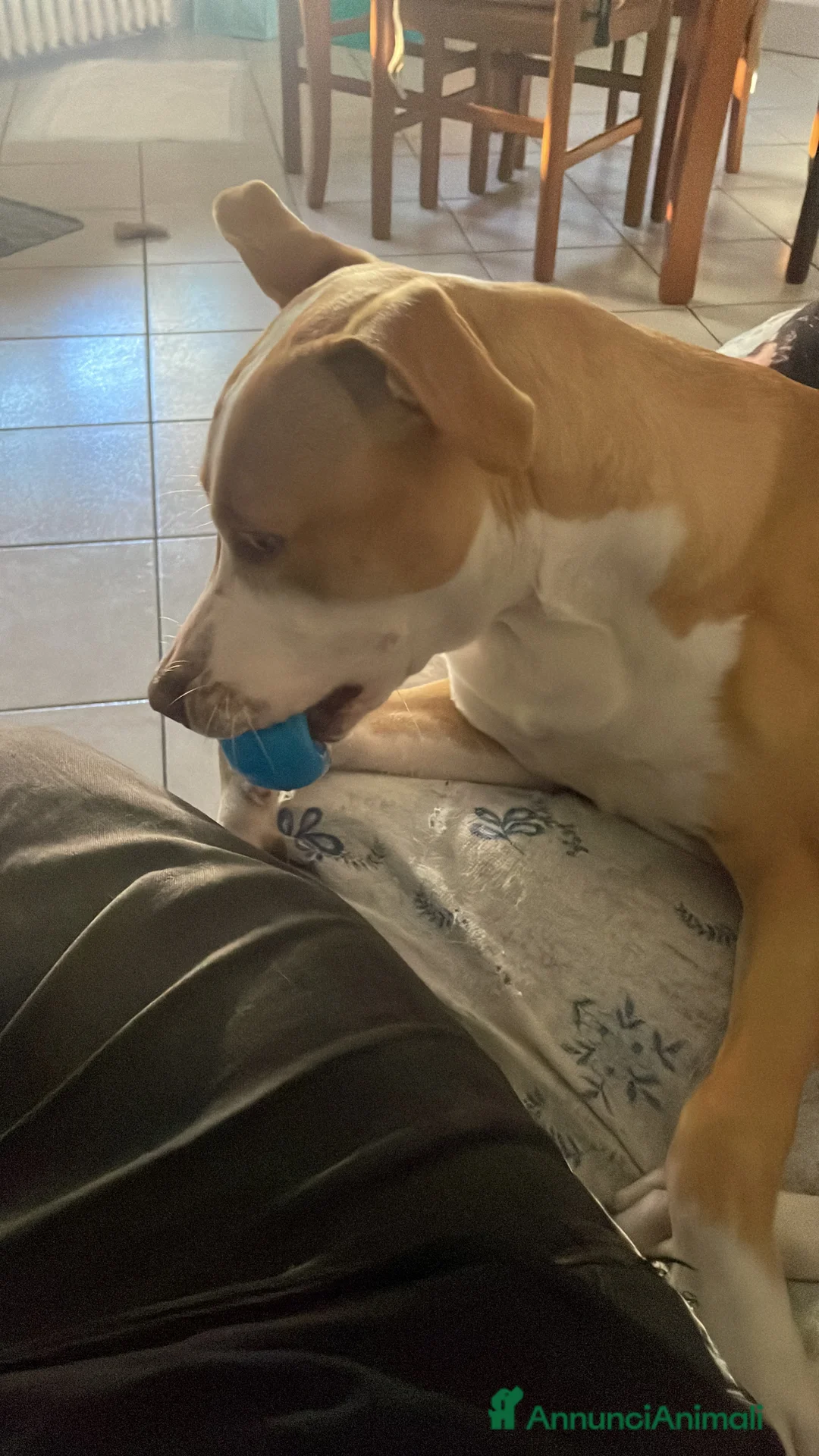 Pitbull cani in regalo: Aiutatemi a trovargli una nuova famiglia a Città Metropolitana di Torino - Annuncio 2