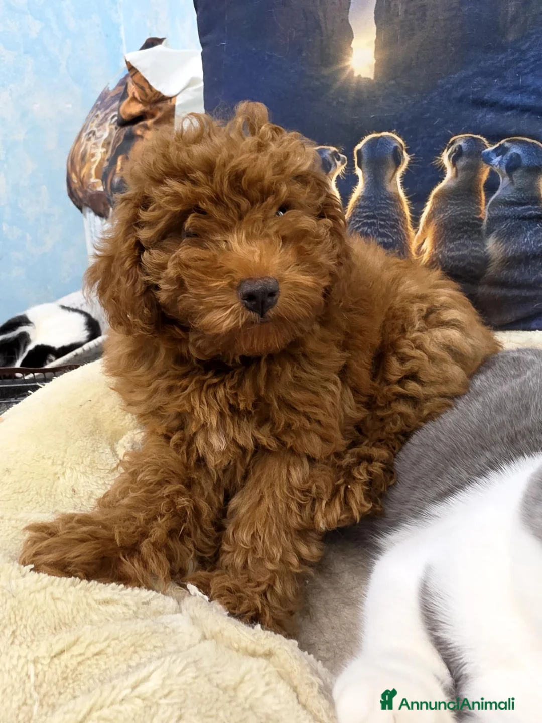 Barboncino Toy cani in vendita: BARBONCINO TOY a Città Metropolitana di Bologna - Annuncio 4