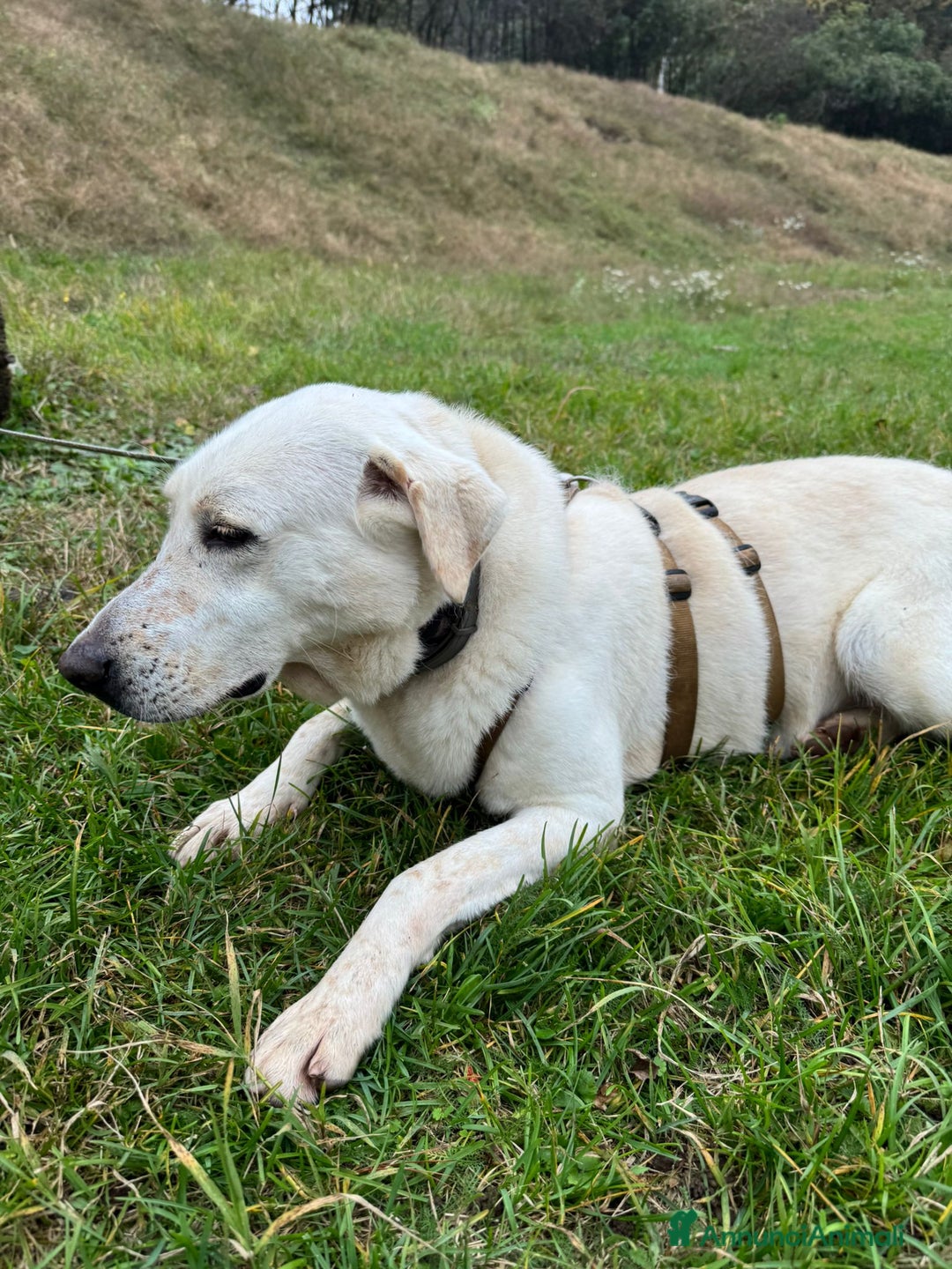 Labrador cani in regalo: Splendida Labrador Easy - Annuncio 12