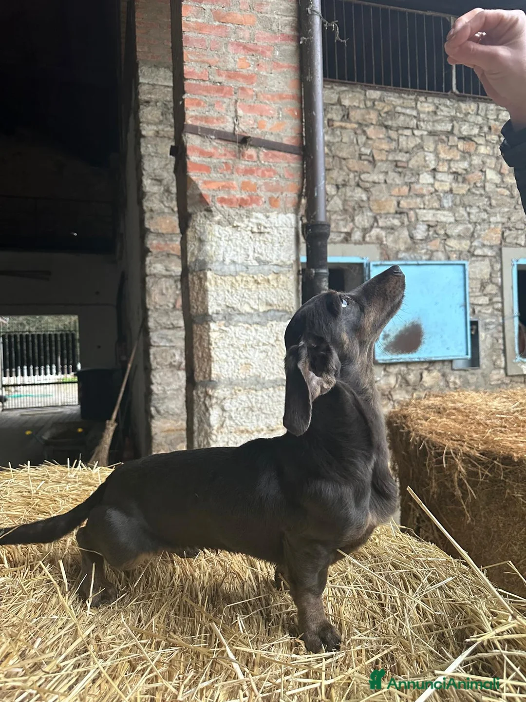 Bassotto cani in vendita: Bassotta in vendita - Annuncio 4