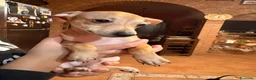 Pinscher Tedesco cani in vendita: Cuccioli di pincher a Città metropolitana di Messina - Annuncio 5