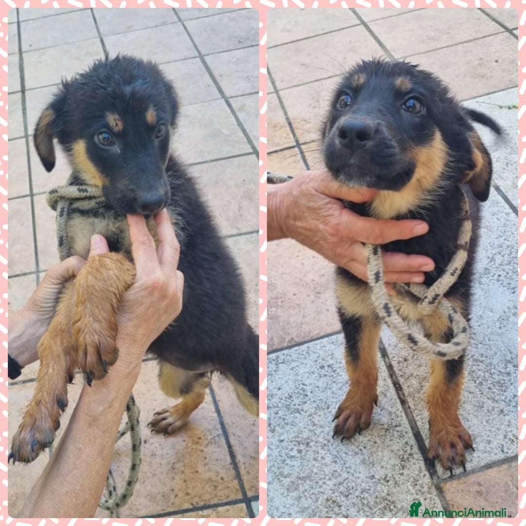 Meticcio cani in regalo: UNA MAMMA PER UVETTA  a Provincia di Varese - Immagine 4