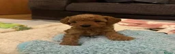 Barboncino Toy cani in vendita: Cuccioli di Barboncino Toy di Razza Pura - Annuncio 2
