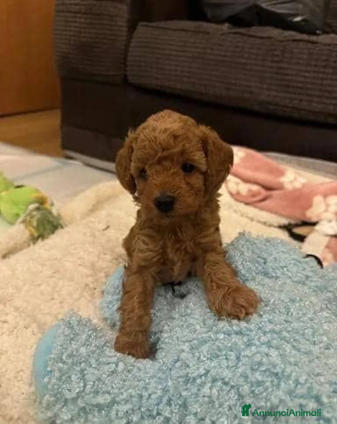 Barboncino Toy cani in vendita: Cuccioli di Barboncino Toy di Razza Pura - Annuncio 2
