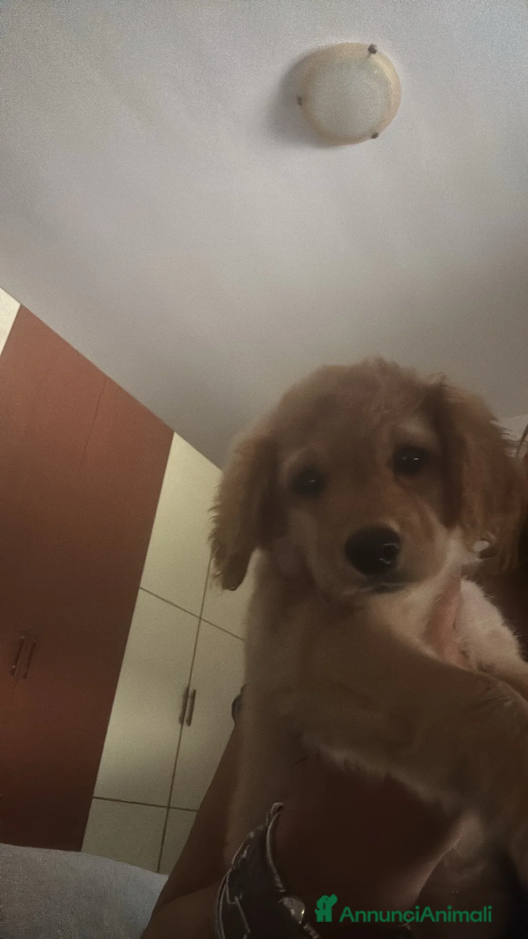 Barboncino cani in vendita: Cuccioli - Annuncio 2