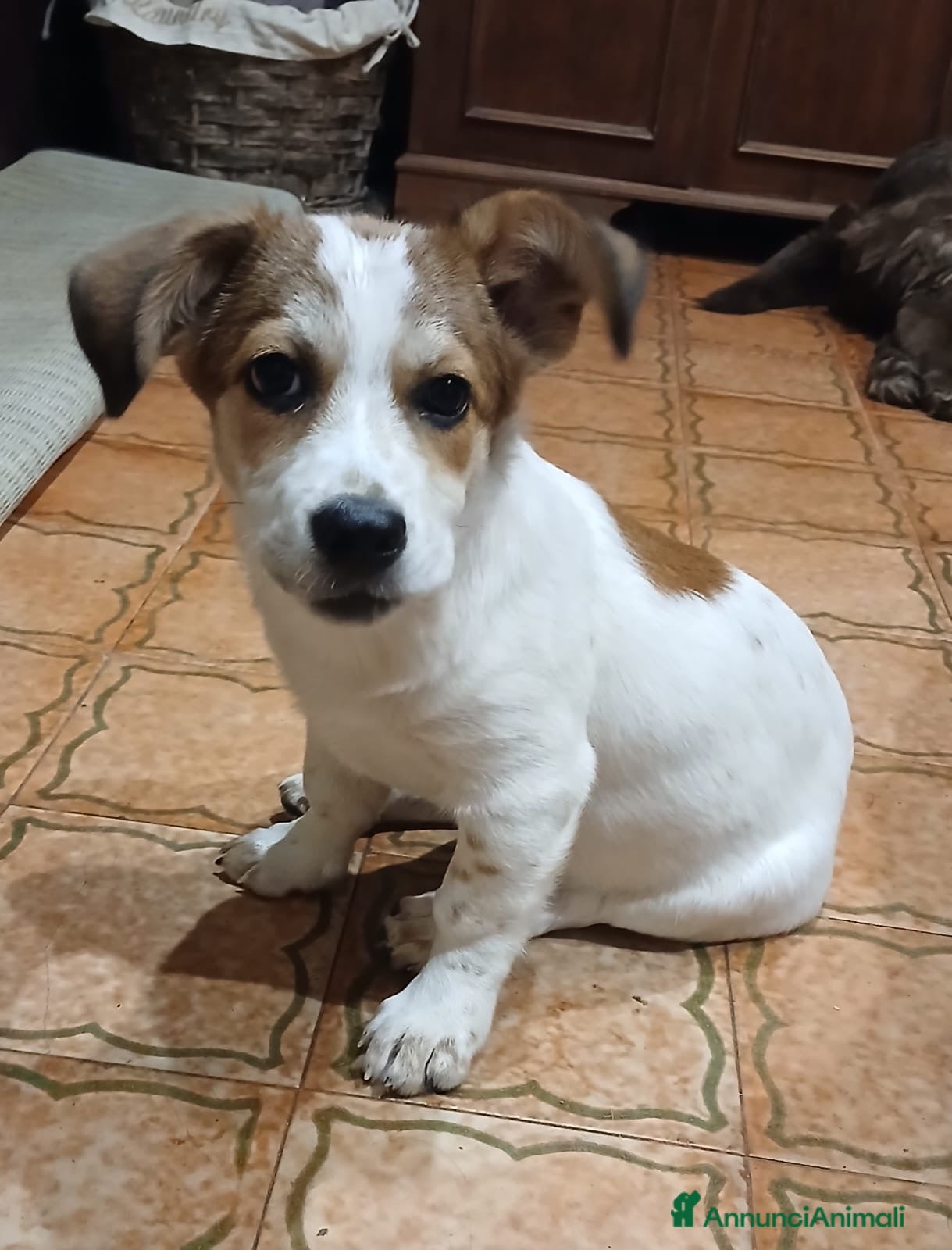 Meticcio cani Masha - Annuncio 13