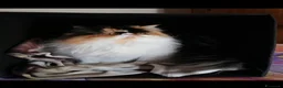 Persiano gatti per accoppiamento: Sheila gatta persiano tricolore  - Annuncio 8