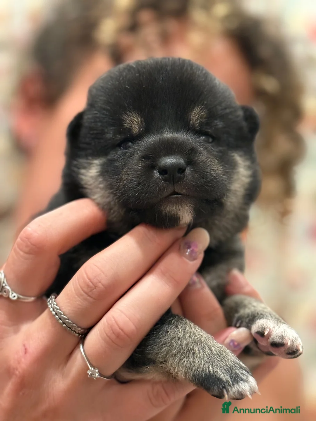 Shiba Inu cani in vendita: Shiba Inu  - Annuncio 2