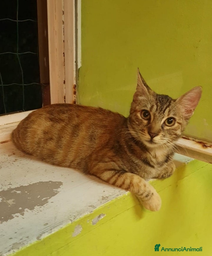 Europeo gatti Micina tigrata 18mesi SOS CASA ROMA a Città metropolitana di Milano - Annuncio 40