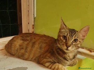 Europeo gatti Micina tigrata 18mesi SOS CASA ROMA a Città metropolitana di Milano - Annuncio 5