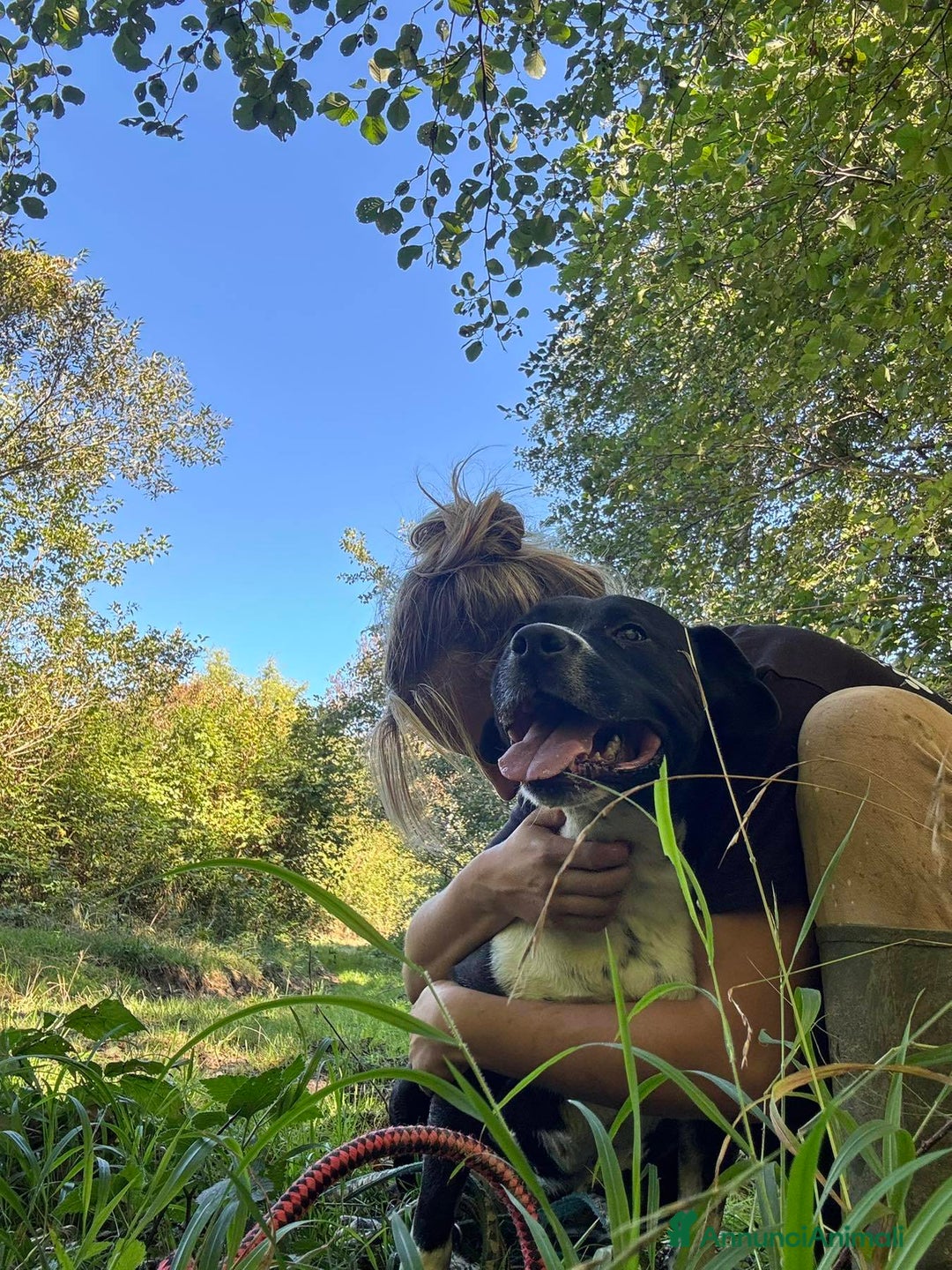 Staffordshire cani in regalo: ROSA, mix STAFFY incredibilmente coccolona! - Annuncio 5