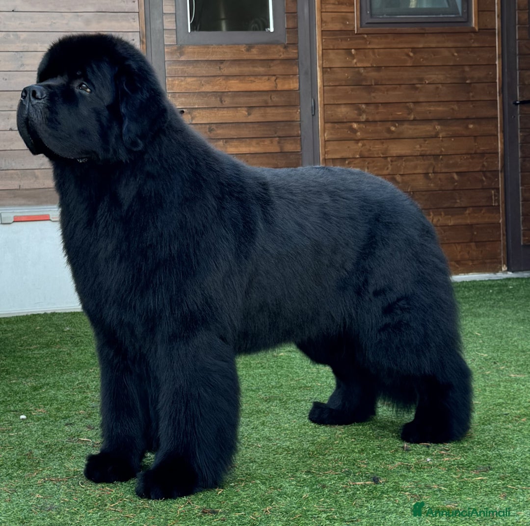 Terranova cani in vendita: Cucciolo di Terranova nero - Annuncio 3