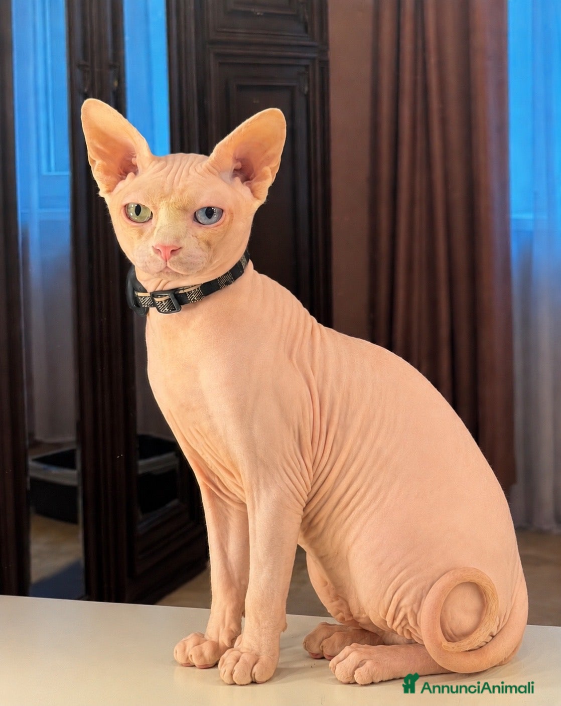 Sphynx gatti Gatto canadian Sphynx per accoppiamento  - Annuncio 1