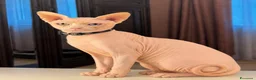 Sphynx gatti per accoppiamento: Gatto canadian Sphynx per accoppiamento  - Annuncio 1